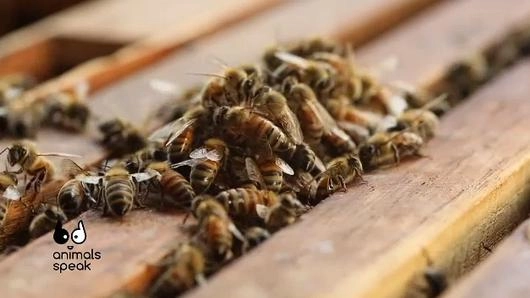 ผึ้ง แมลงสารพัดประโยชน์