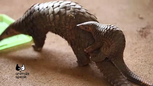 ปล่อยตัวนิ่มคืนป่า