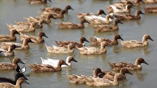 สัตว์ท้องนา