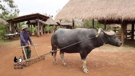 ควายสอนคน คนสอนควาย