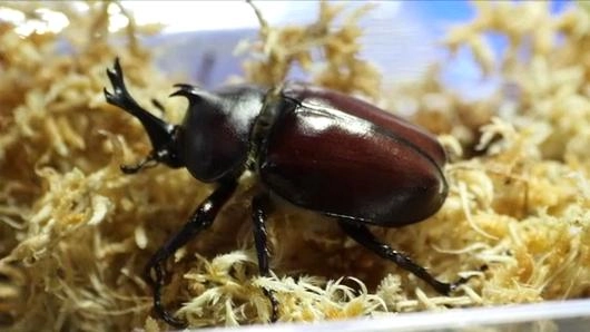 แมลง...สัตว์เลี้ยงอินดี้