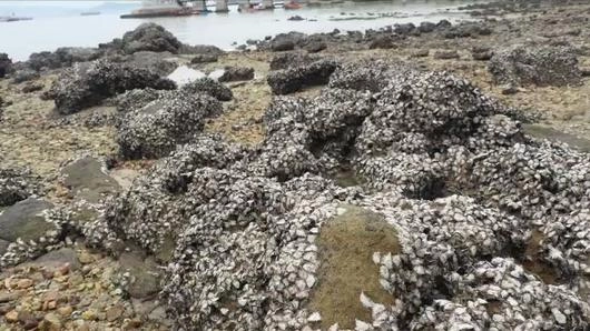 ระบบนิเวศชายฝั่ง