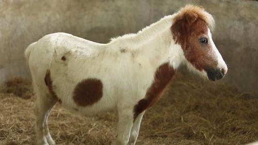 อาชาบำบัด สัตว์บำบัดคน