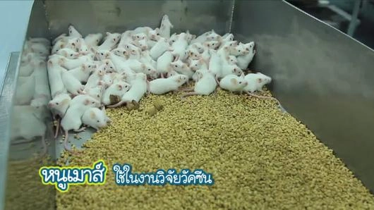 สัตว์ทดลอง