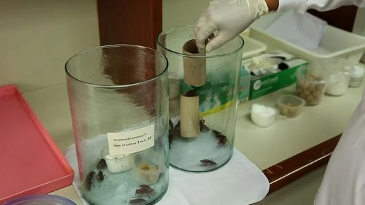 วัคซีนแมลงสาบ