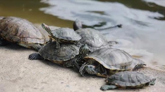 ปล่อยสัตว์แบบไหนไม่ให้บาป