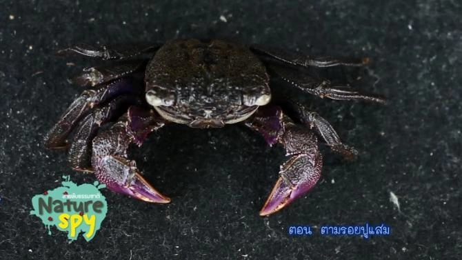 ตามรอยปูแสม