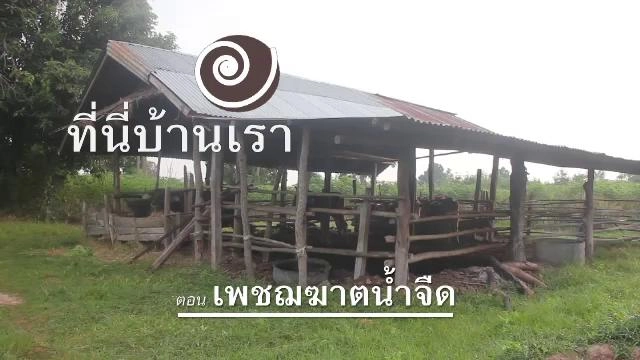 ​เพชฌฆาตน้ำจืด