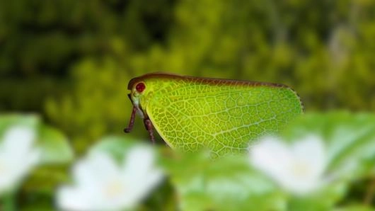 แมลงล้อเลียน