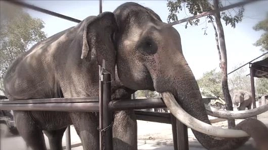 ช้างไทย...อย่าให้เหลือไว้แค่งา