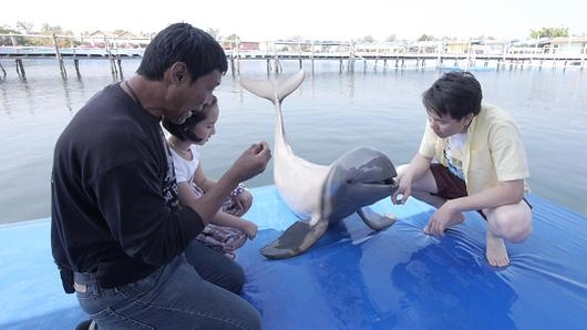 โลมาแสนรู้