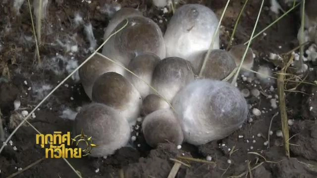 ประเด็นข่าว (5 ก.พ. 59)