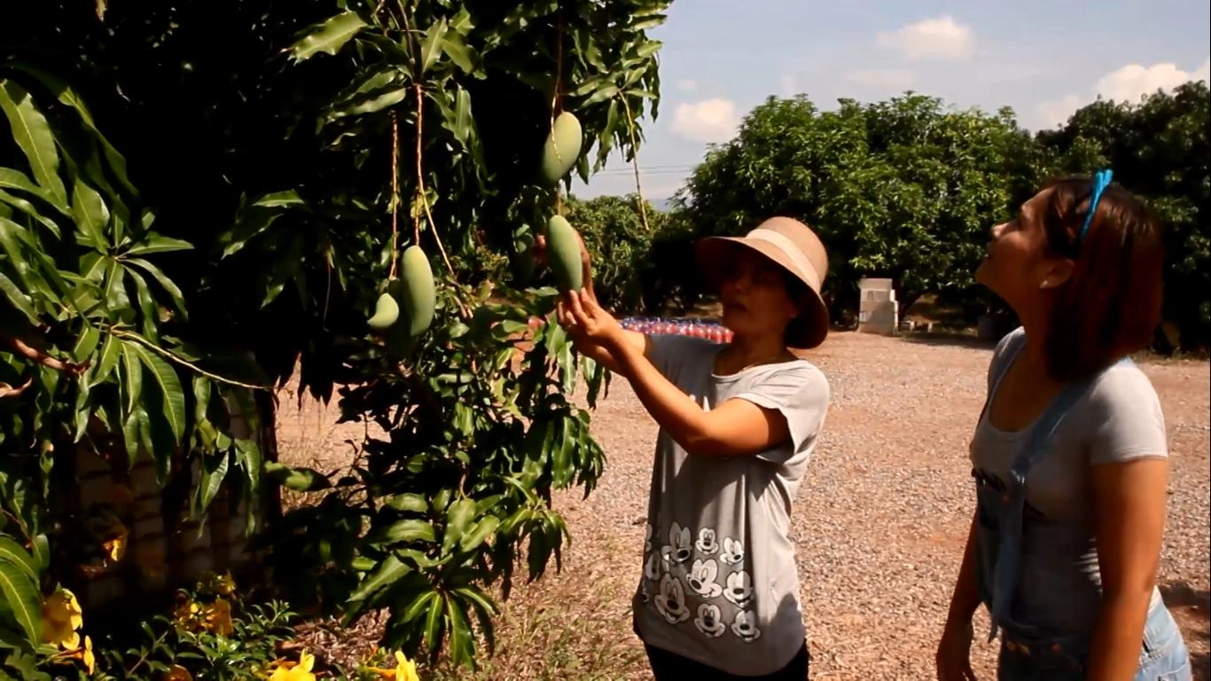 ทองบนดิน