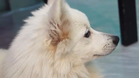 สภาเสียงไร้เดียงสา