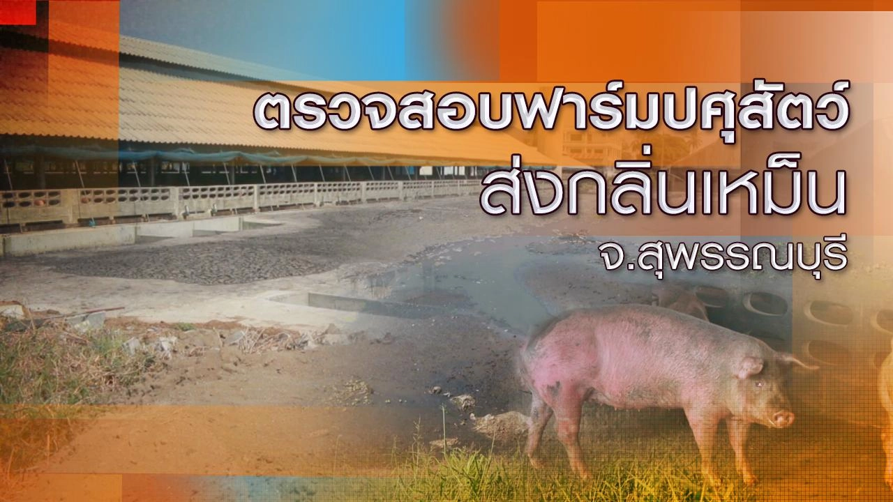 ตรวจสอบฟาร์มปศุสัตว์ส่งกลิ่นเหม็น จ.สุพรรณบุรี