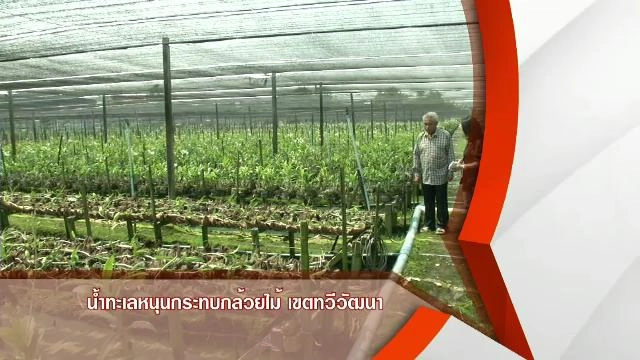 น้ำทะเลหนุนกระทบสวนกล้วยไม้ เขตทวีวัฒนา กทม.