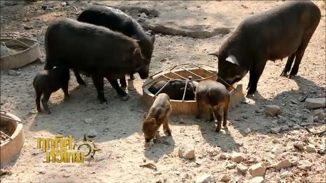 ประเด็นข่าว (17 ก.พ. 59)