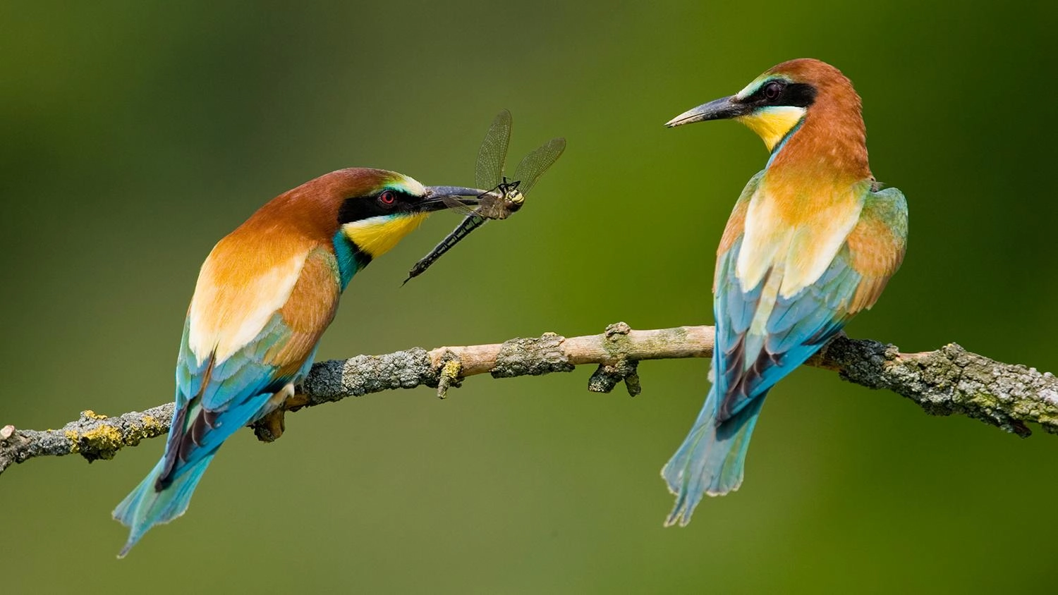 สาวกแสงแดด