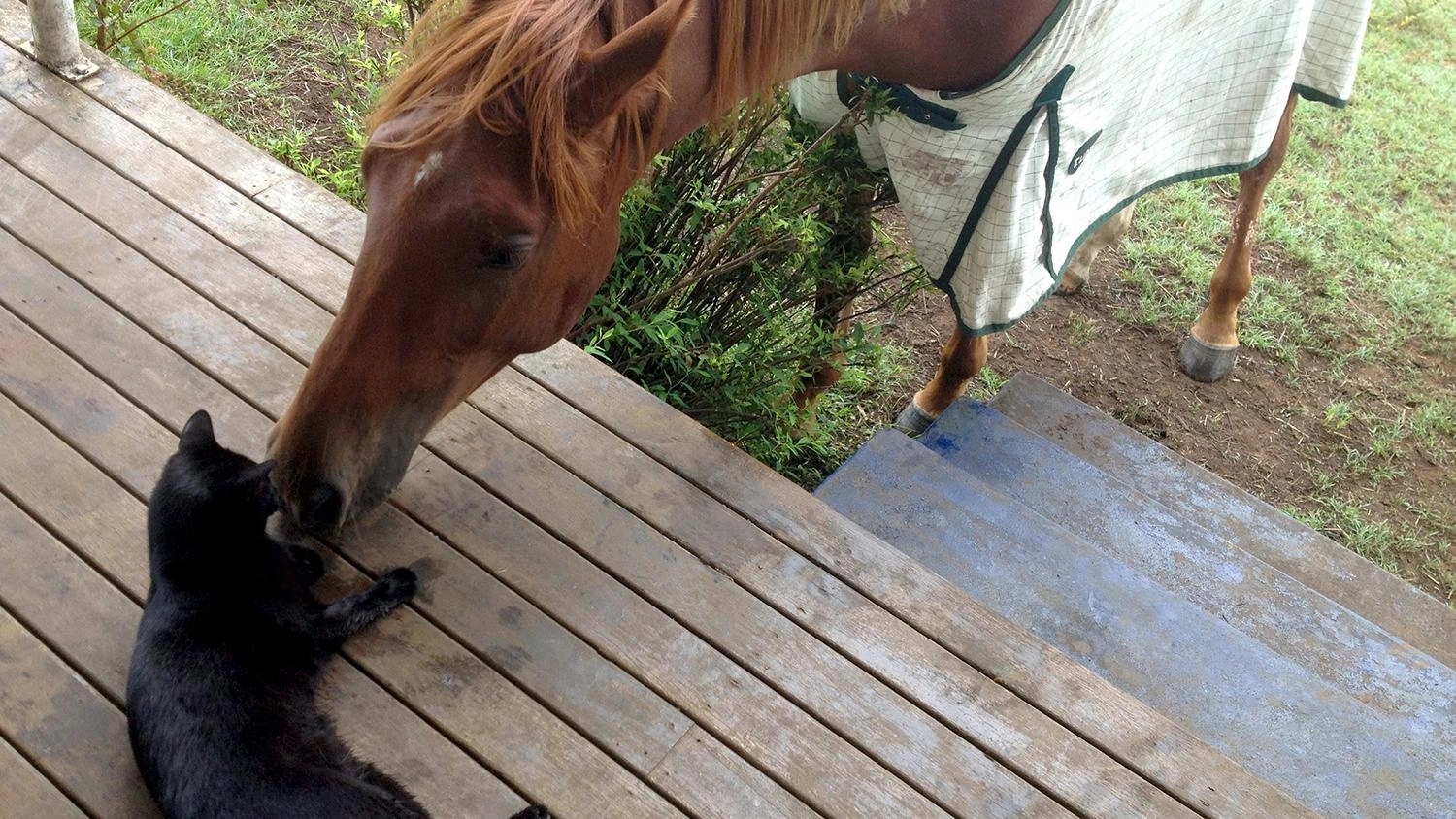 เพื่อนซี้ต่างสายพันธุ์ ตอน นกกระตั้วกับลูกแมวน้อย