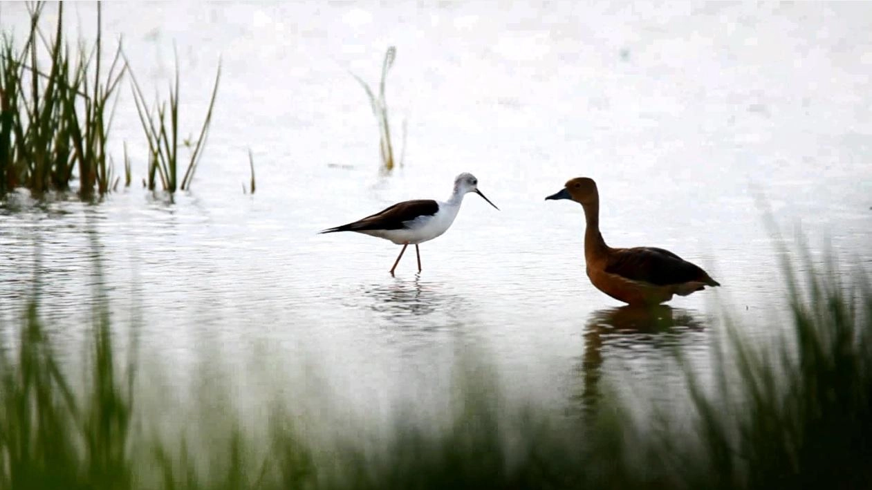 นกน้ำทะเลน้อย