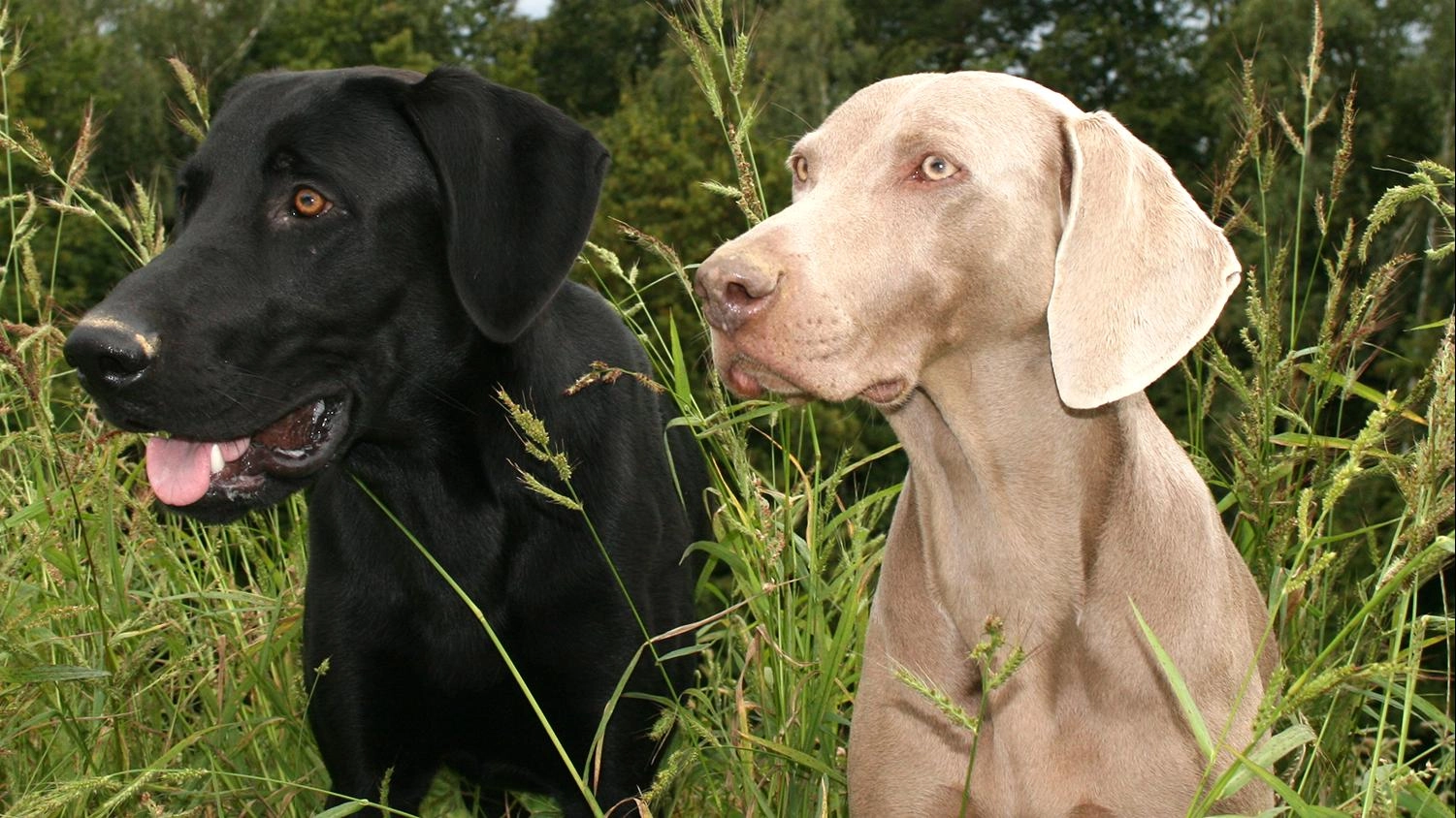 คู่หูสี่ขา