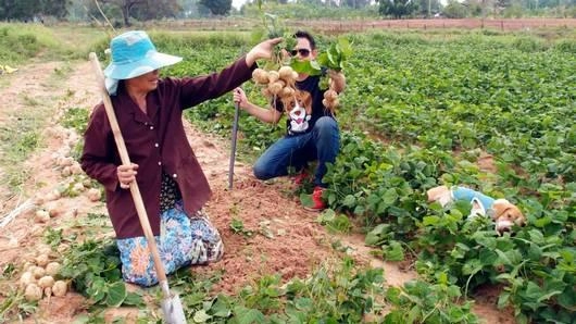 หวาน กรอบ อร่อยกับมันแกวบรบือ