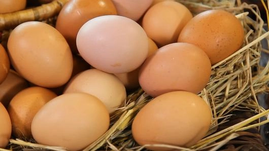 เรื่องของไข่ไก่