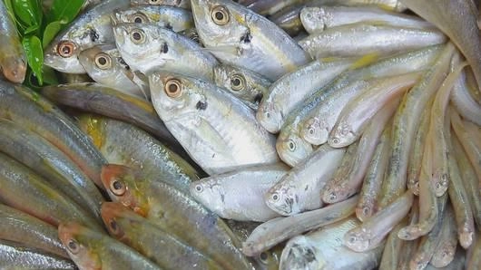 ปลาหน้าแปลก