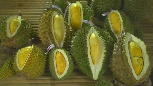 สวนอนุรักษ์พันธุ์ทุเรียน