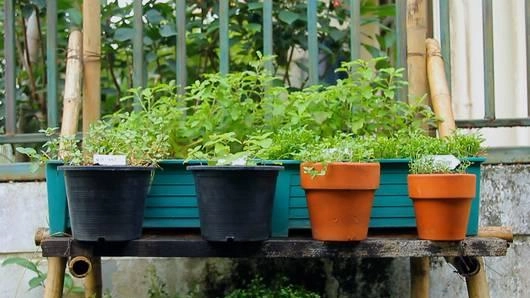 เกษตรกรกลางเมือง