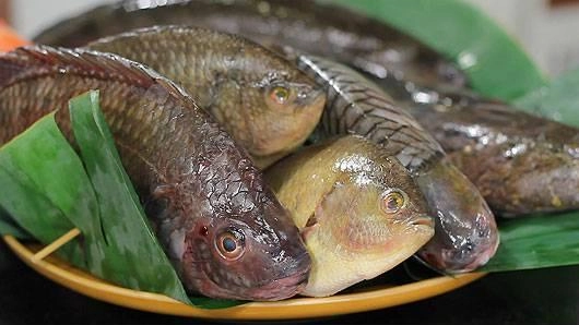 ปลาน้ำจืดจากธรรมชาติ