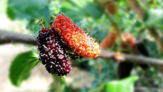 เมนูจากลูกมัลเบอรี่