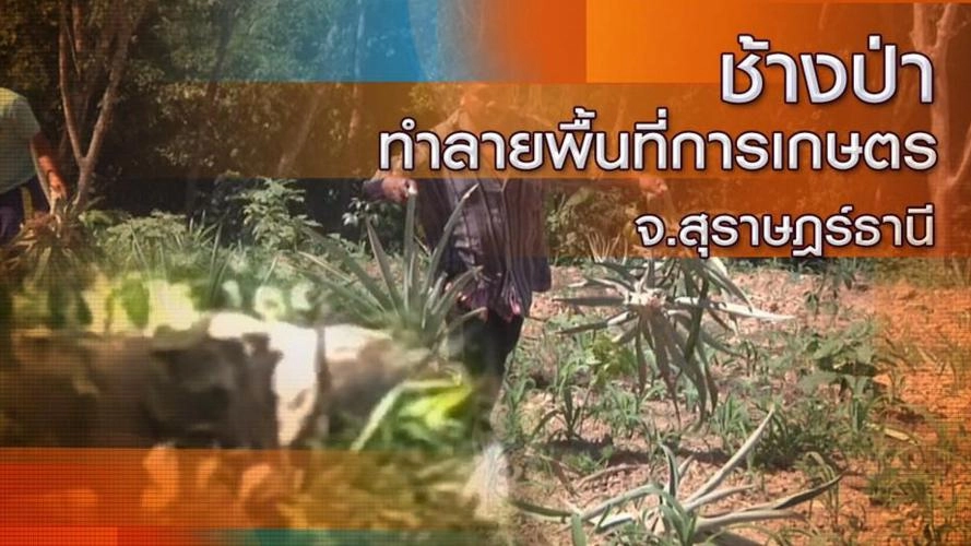 ช้างป่าทำลายพื้นที่การเกษตร จ.สุราษฎร์ธานี