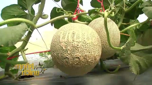 ประเด็นข่าว (11 พ.ค. 59)