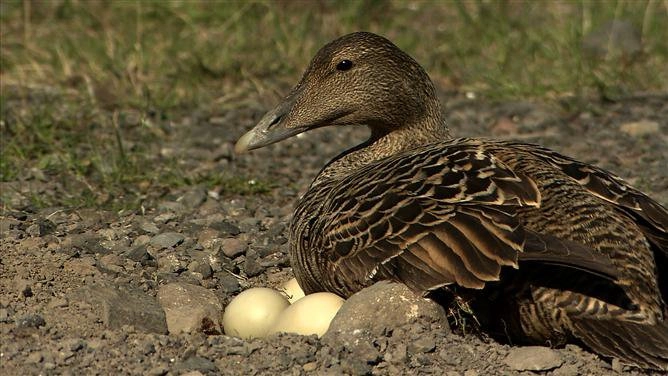 เป็ดไอเดอร์...เพื่อนขนนุ่ม
