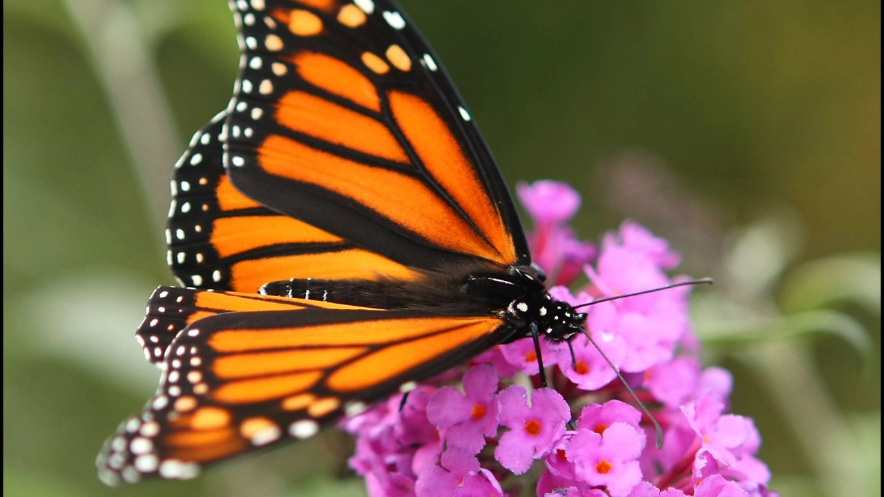 มหัศจรรย์การรับรู้ ตอน โลกแห่งสัตว์ปีก และ โลกแห่งสัตว์ใต้ดิน