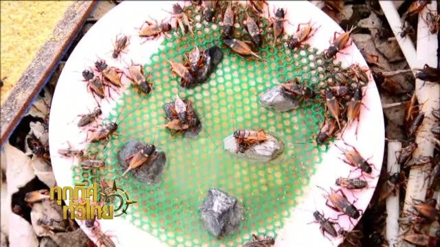 ประเด็นข่าว (16 พ.ค. 59)