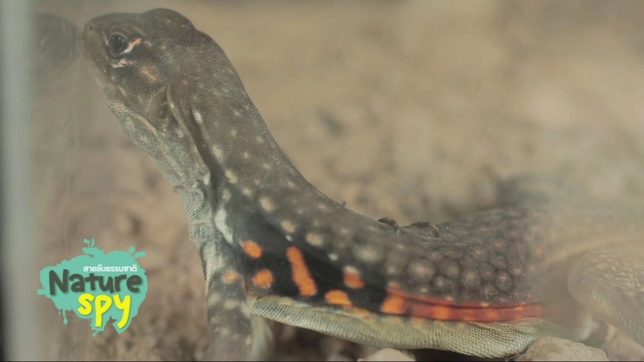 สายลับโกนเกมง