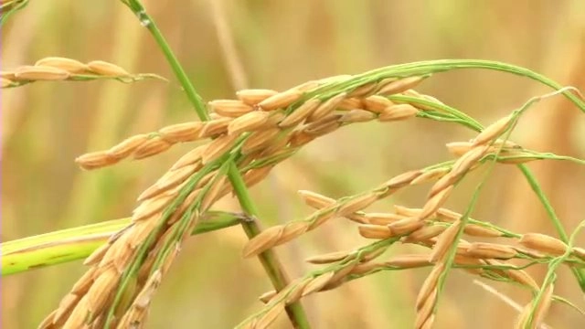 หนี้สินของชาวนา