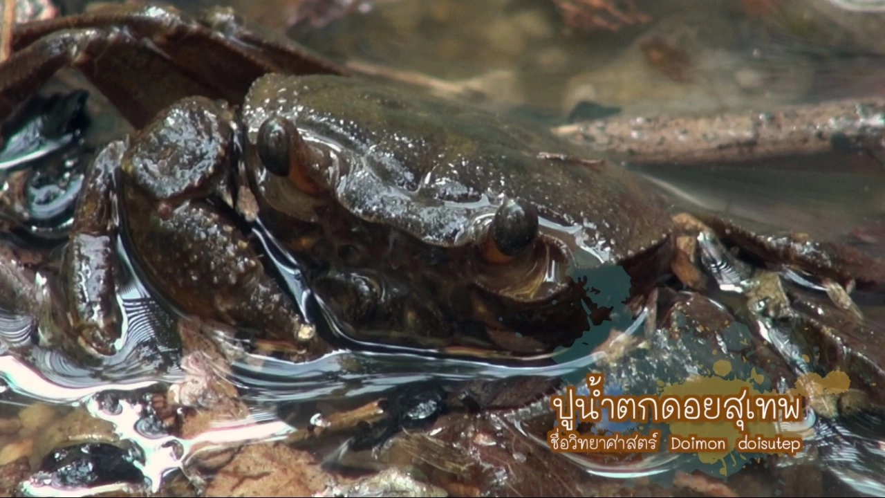 ปูน้ำตกดอยสุเทพ