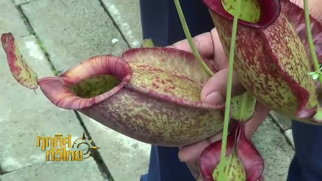 ประเด็นข่าว (26 พ.ค. 59)