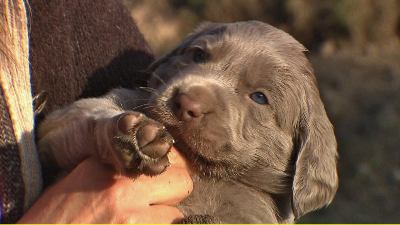 สัตว์โลกแสนรู้ ตอนที่ 1