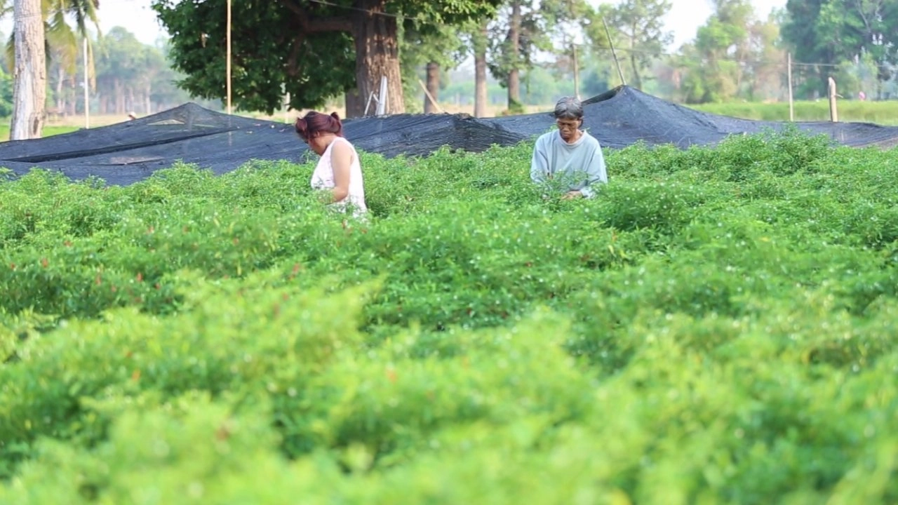 เซราะสะเบีย : คนฮิมห้วย