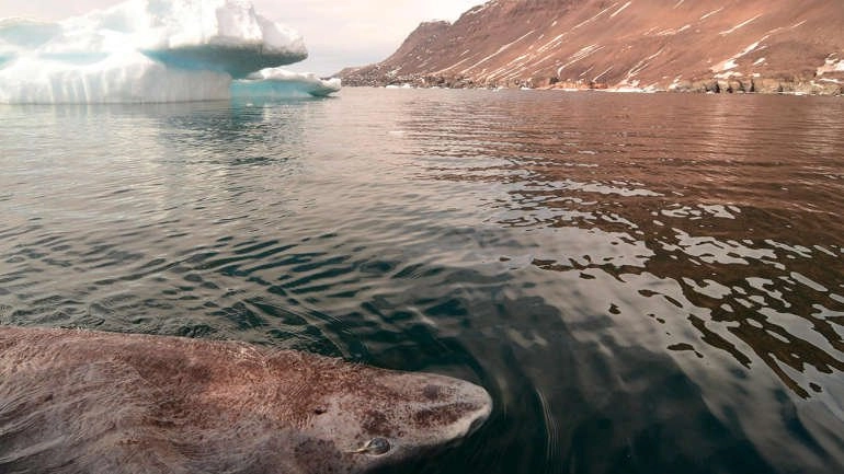 ฉลามกรีนแลนด์