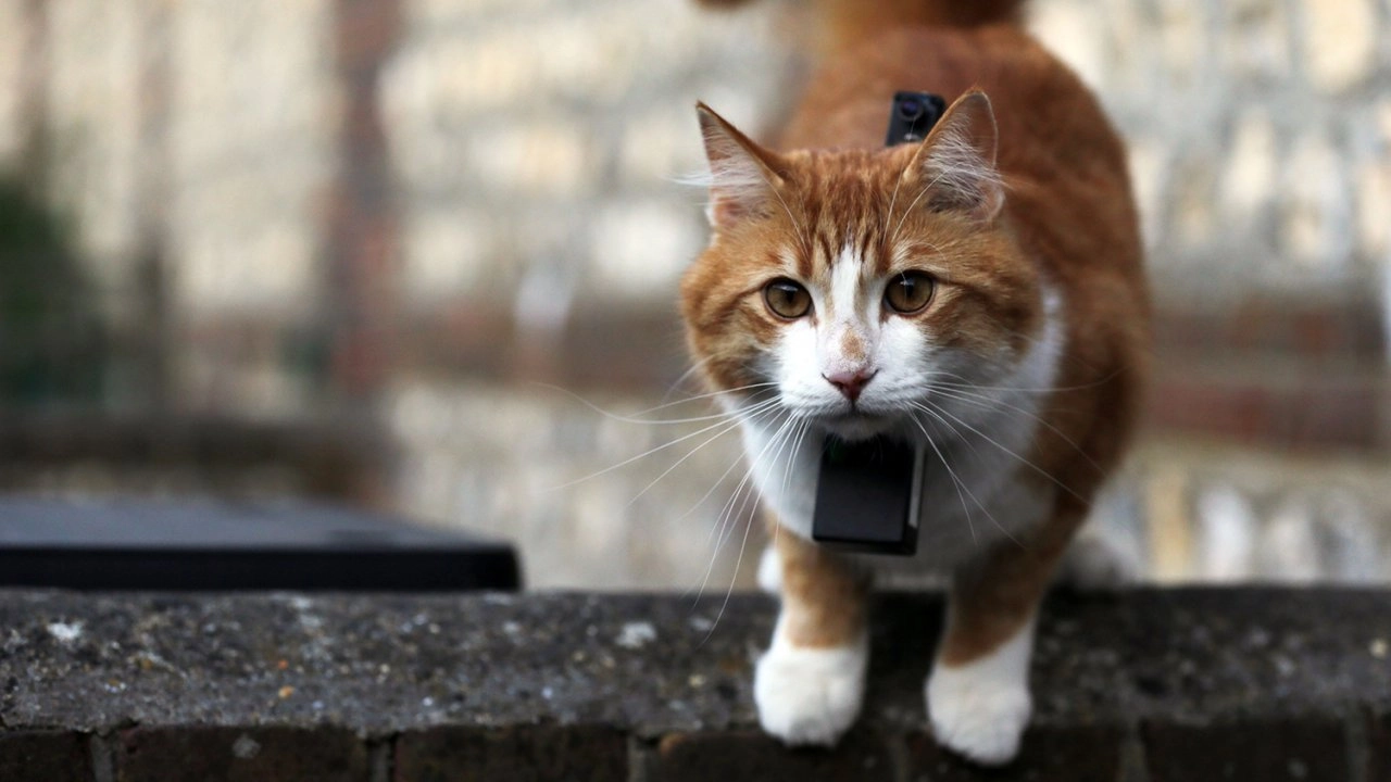 ไขความลับเจ้าเหมียว ตอน สนทนาภาษาแมว