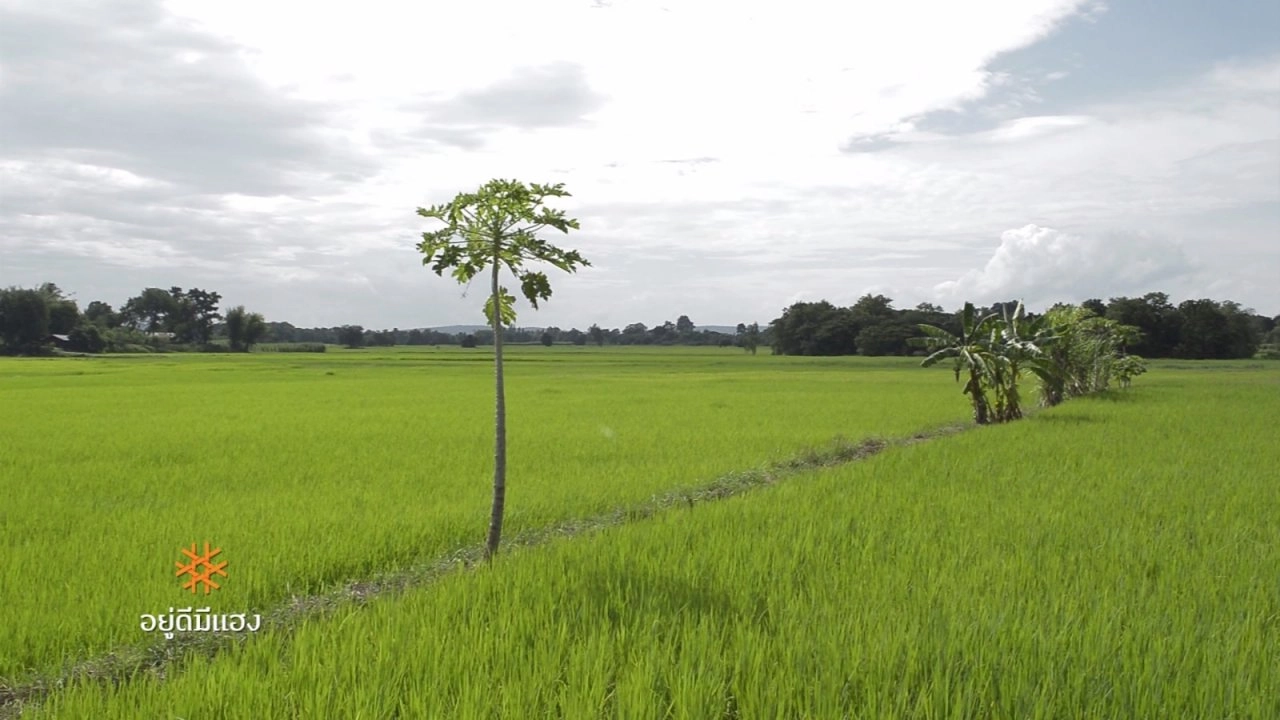 ไม้ใหญ่-เมืองใหญ่, ซาอุดร 2016 : หนีนาไปนอก, ตาชีหมู่บ้านรถจี๊ป