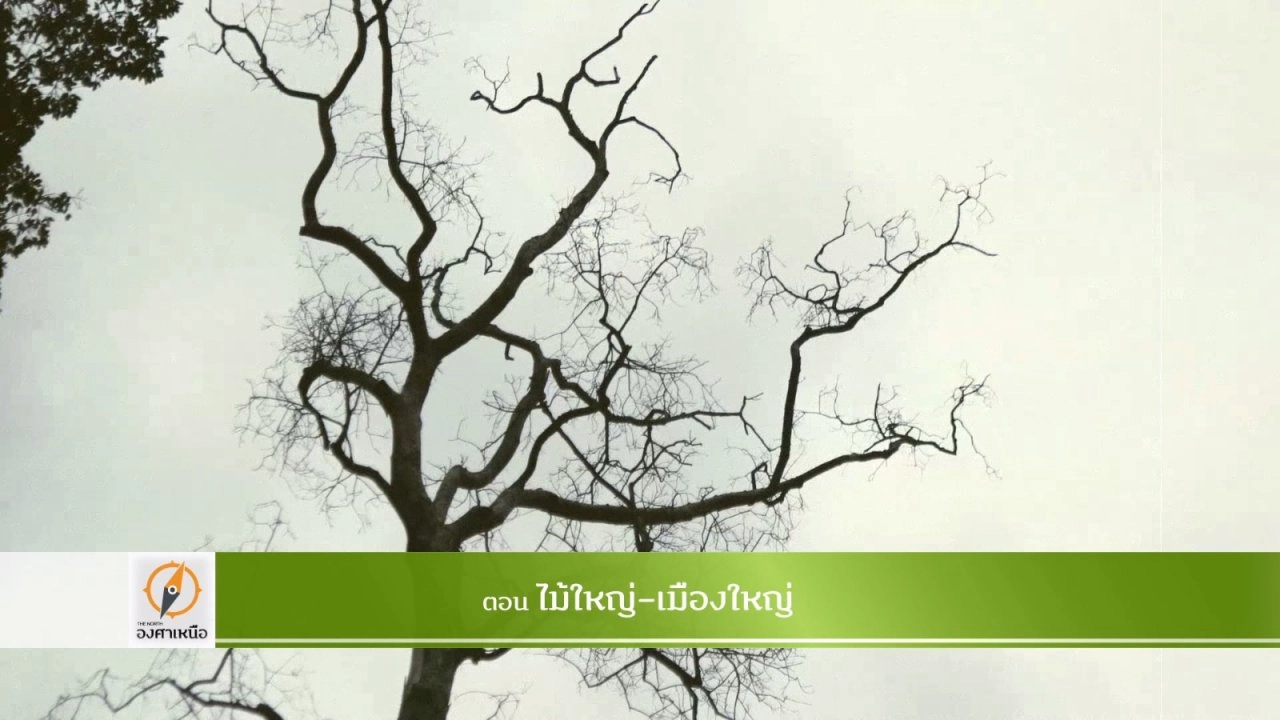 ไม้ใหญ่-เมืองใหญ่