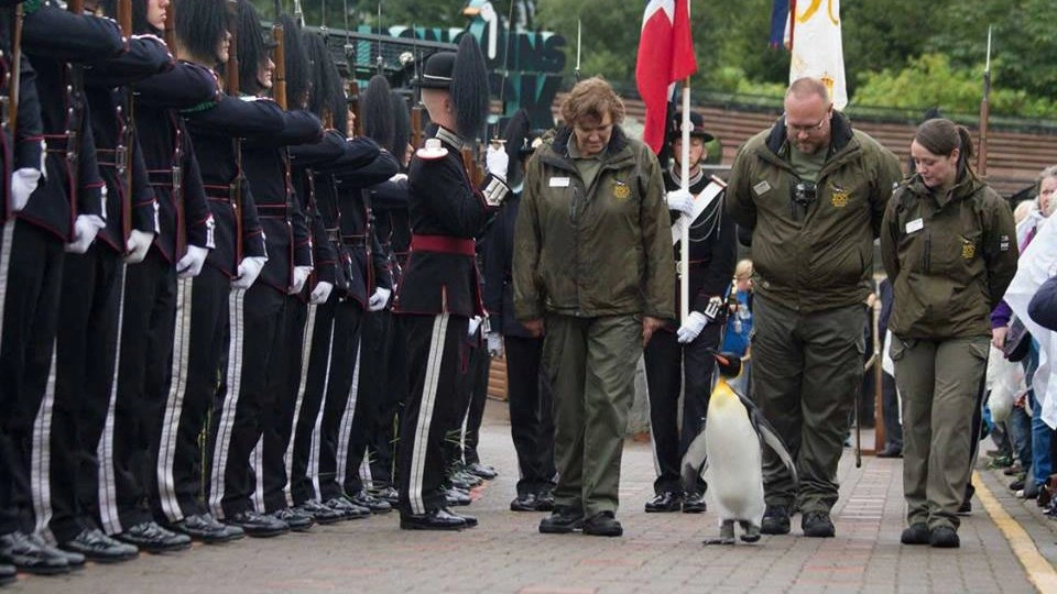 เพนกวินติดยศ