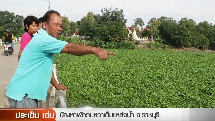 ปัญหาผักตบชวาเต็มแหล่งลำน้ำ จ.ราชบุรี