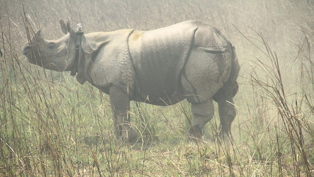 ตามล่าแรด